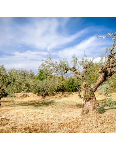 Greco Tris bottiglie Olio Extravergine di Oliva biologico